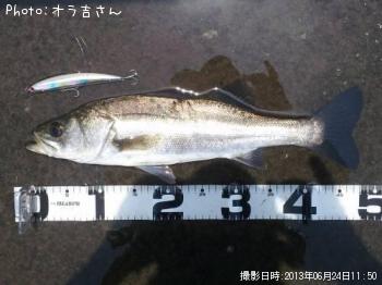 シーバス