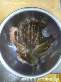 タコ