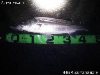 シーバス