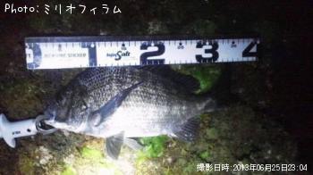 クロダイ