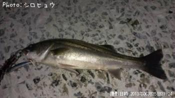シーバス