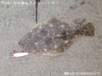 ヒラメ