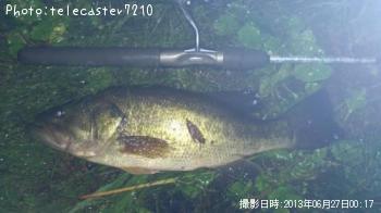 ブラックバス