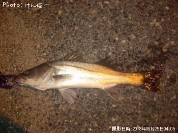 シーバス