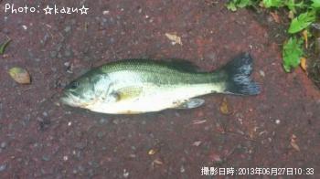 ブラックバス