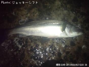 シーバス