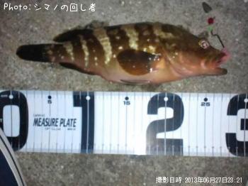 キジハタ
