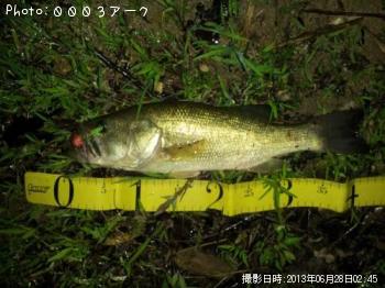 ブラックバス