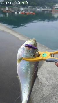 ҥ