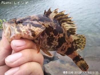 タケノコメバル