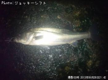 シーバス