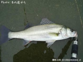 シーバス