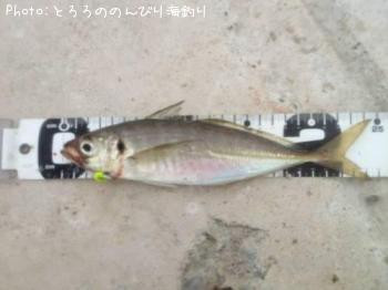 アジ