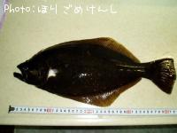 ヒラメ