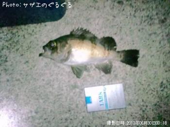 メバル