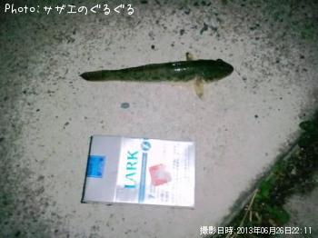ハゼ
