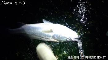 シーバス