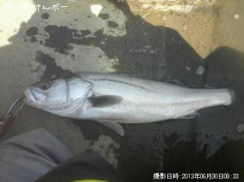 シーバス