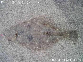 ソゲ
