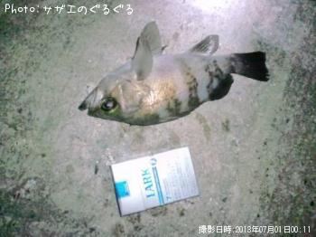 メバル