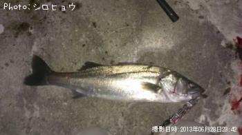 シーバス