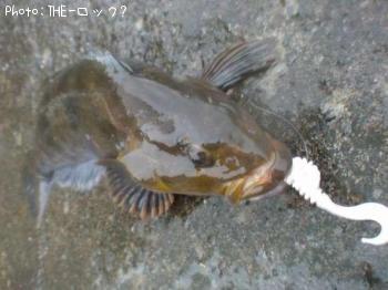 アイナメ