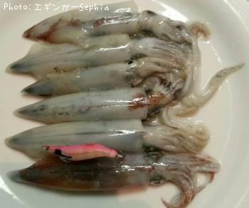 ヤリイカ