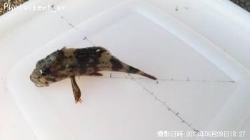 饽