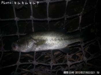 ブラックバス
