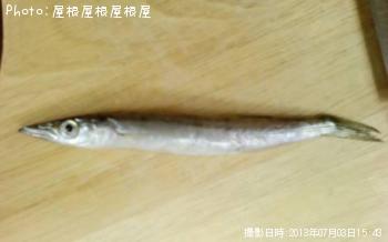 サヨリ