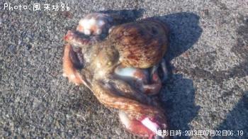 タコ