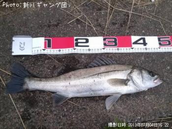シーバス