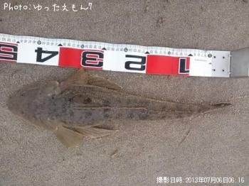 マゴチ
