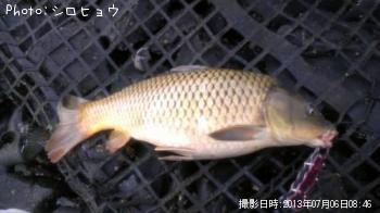 コイ