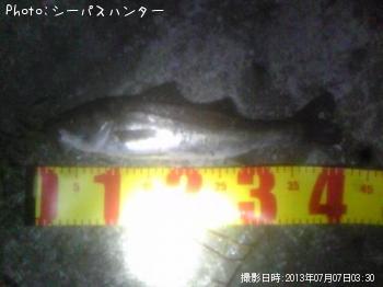 シーバス