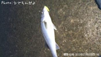 シーバス