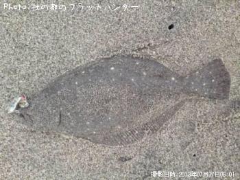 ヒラメ