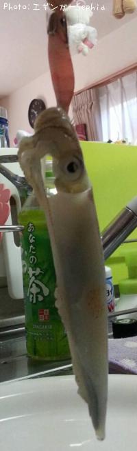 ヤリイカ