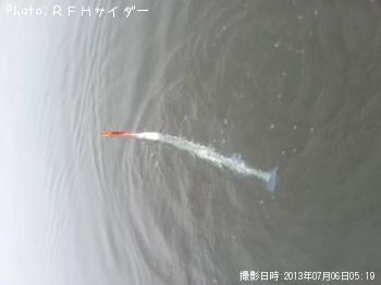 ダツ