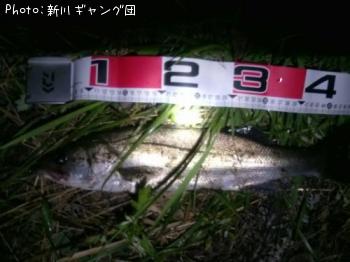 シーバス