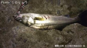 シーバス