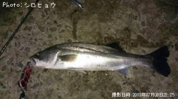 シーバス