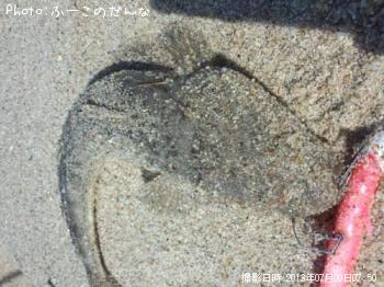 マゴチ
