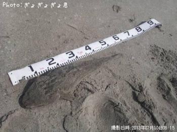 マゴチ