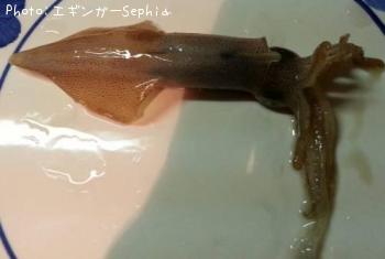 ヤリイカ