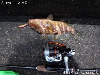 キジハタ