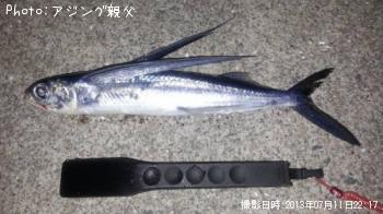 トビウオ