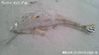 マゴチ