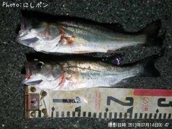 セイゴ