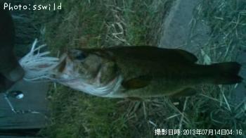 ブラックバス